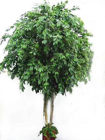 Фикус Бенжамина Гигант  10.57014N