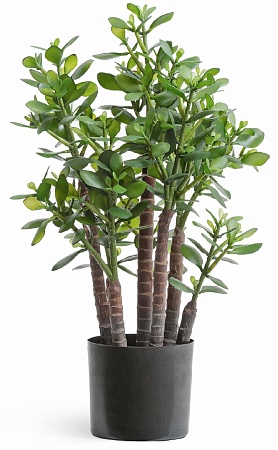 Красула (денежное дерево)  10.40502N