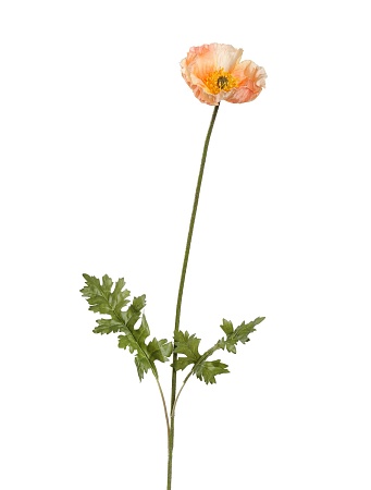 Мак Ширли светло-персиковый 30.03170272LPCH