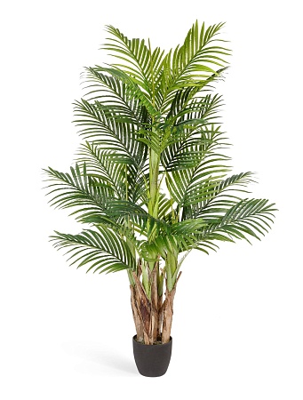 Пальма Арека Бетель 5 стволов 10.071408