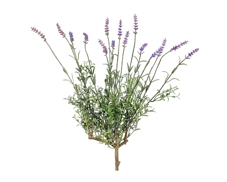 Лаванда куст со св.сиреневыми цветами 20.091405LV