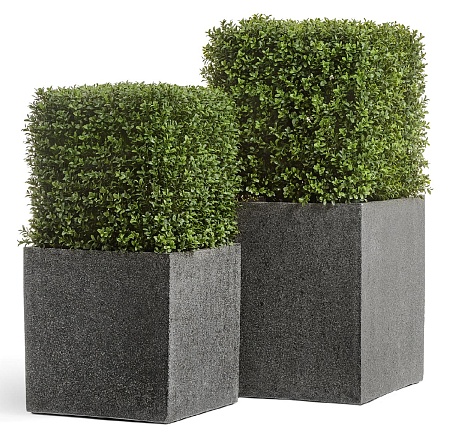 Самшит квадрат уличный на каркасе 10.44703N