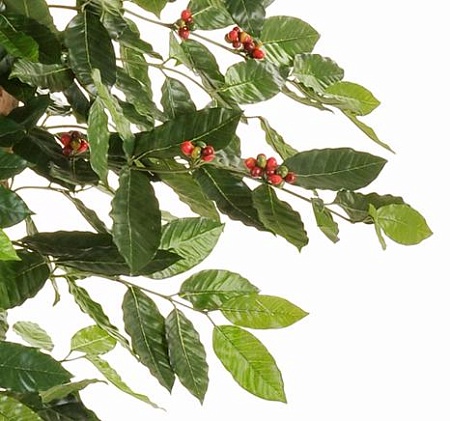 Кофейное дерево с плодами 10.38906FL