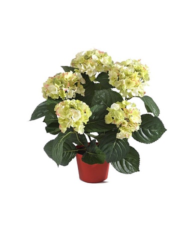 Гортензия куст большой кремово-зеленый в горшке 20...