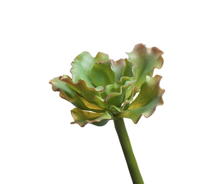 Суккулент Эхеверия Шавиана Трифлс св.зелено-розова...