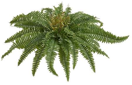 Папоротник Бостон (39 листов) 20.1371N