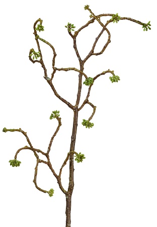 Ветка декоративная с зелеными почками 30.0613212