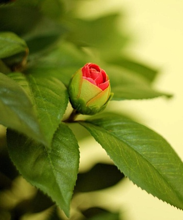 Камелия Вайн темно-розовая 10.39106RS