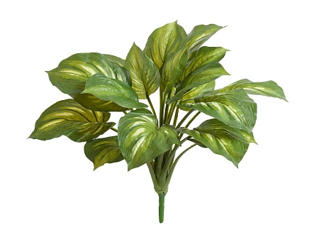 Хоста жёлто-зелёная большая (Sensitive Botanic) 20...