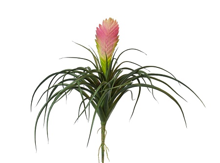 Вриезия цветущая розовая 20.091610