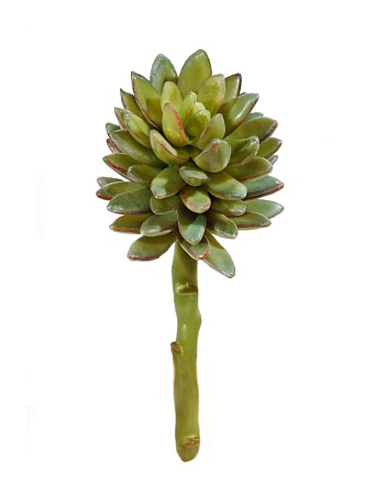 Суккулент Синокрассула 30.03070004