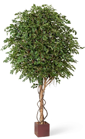 Гигантский фикус Бенжамина 10.31210N