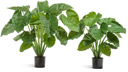 Алоказия Калидора куст в-75 см 2/2 20.55502N