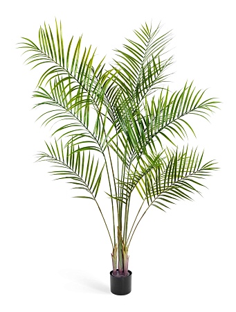 Пальма Арека Новая 4 ствола 11 веток 10.0213031/6N