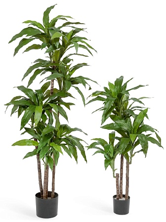 Драцена зеленая Джанет Крейг 3 ствола 10.58203N