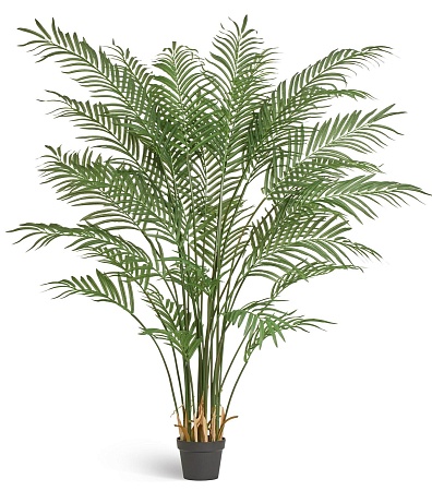 Пальма Арека Форест 170 см (28 веток) 1/1 10.01138...