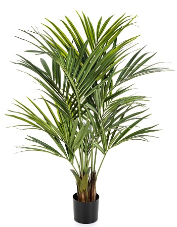 Пальма Кентия (Ховея) де Люкс 140 см 10.1342XL
