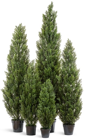 Туя Эйр Элеганс уличная 10.0215054/3N