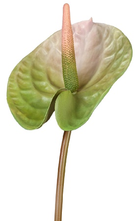 Антуриум Андрэ зеленый с розовым 30.0613115PKG