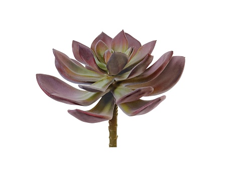 Суккулент Эхеверия Гиббифлора зелено-бордовая прип...