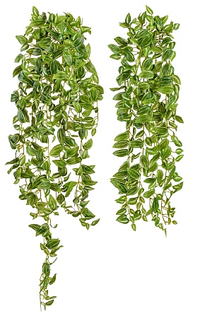 Традесканция бело-зелёная большая 90 см (серия MDP...