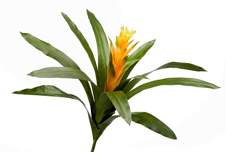 Гусмания Кардинал желтая 20.0615192YL