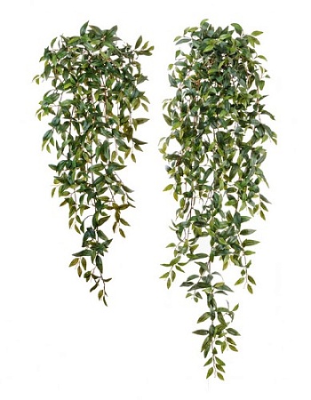 Традесканция зеленая ампельная 20.1129N