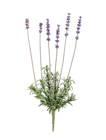 Лаванда куст 30.0610013