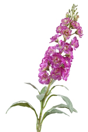 Маттиола (Левкой) светло-фиолетовая 30.0613155VL