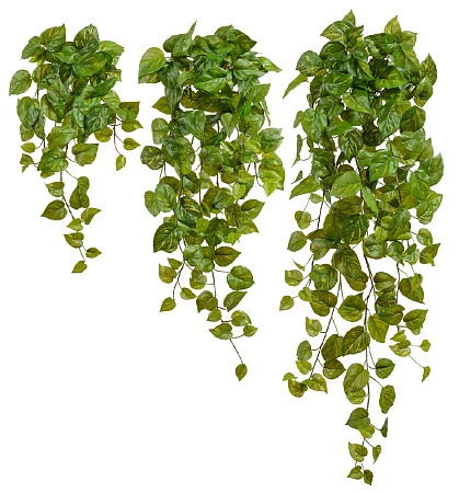 Потос Ауреум ампельный большой (Sensitive Botanic)...