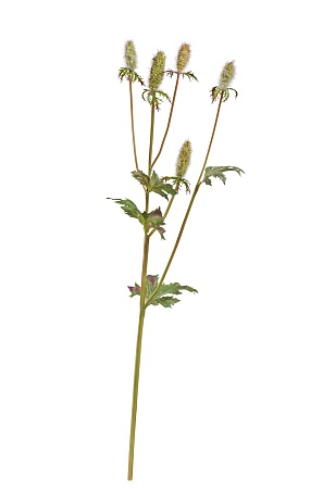 Эрингиум Элегант светло-зеленый 30.0617207LG