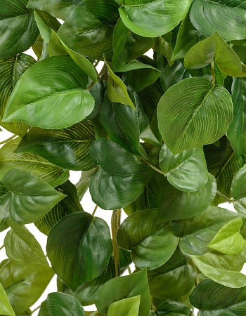 Филодендрон Сканденс ампельный средний (Sensitive ...