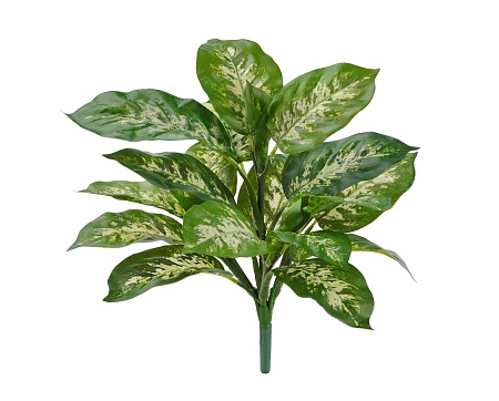 Диффенбахия бело-зеленая куст 20.1440GW