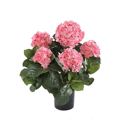 Гортензия куст большой розовый в горшке 20.6252PK