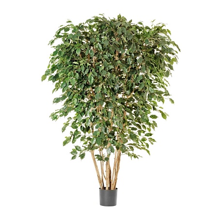 Фикус Бенжамина многоствольный 10.31007N