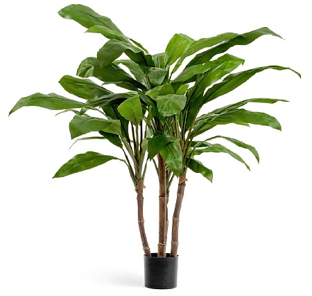 Кордилина зелёная крупнолистная на стволах 10.1006...