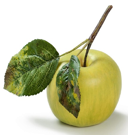 Яблоко нежно-зеленое на веточке 30.03110134YE