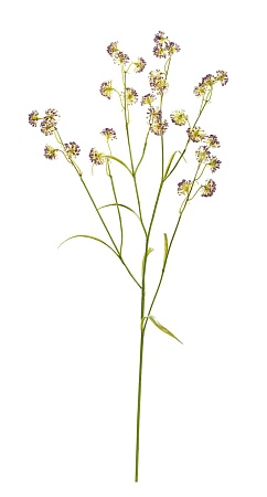 Астранция Вайлд фиолетовая 30.0617214PU