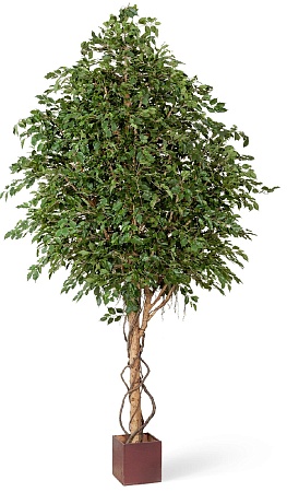 Гигантский фикус Бенжамина 10.31212N