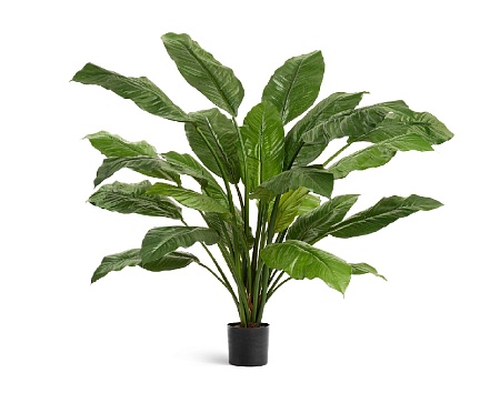 Спацифиллум Гигант (без цветов) 20.1016N