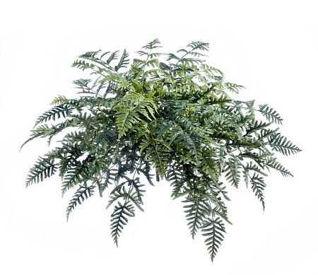 Папоротник Athyrium 20.1329N