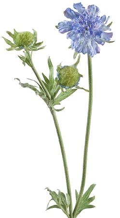 Скабиоза голубая 68 см 1цв 1бут 24/144 30.03080070...