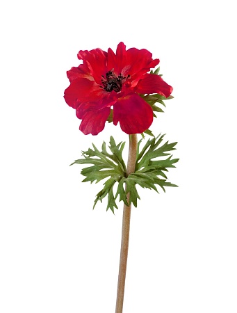 Анемон красно-бордовый  30.0610014RD