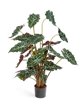 Алоказия  20.1009N