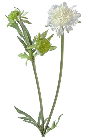 Скабиоза белая 1цв 2бут 30.03080070WH