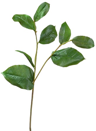 Ветвь Салала с зелеными листами 30.0611071