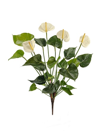 Антуриум куст де люкс кремовый 20.1108CR
