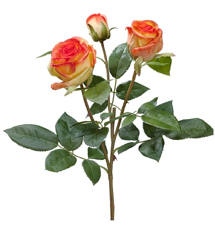 Роза Флорибунда Мидл ветвь золотисто-оранж 30.0611...