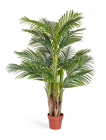 Пальма Арека Катеху 10.071409