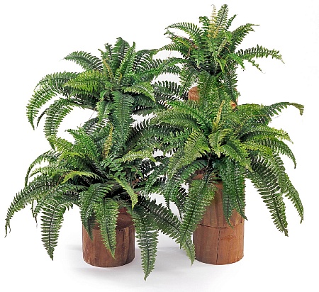 Папоротник Бостон 20.1324N